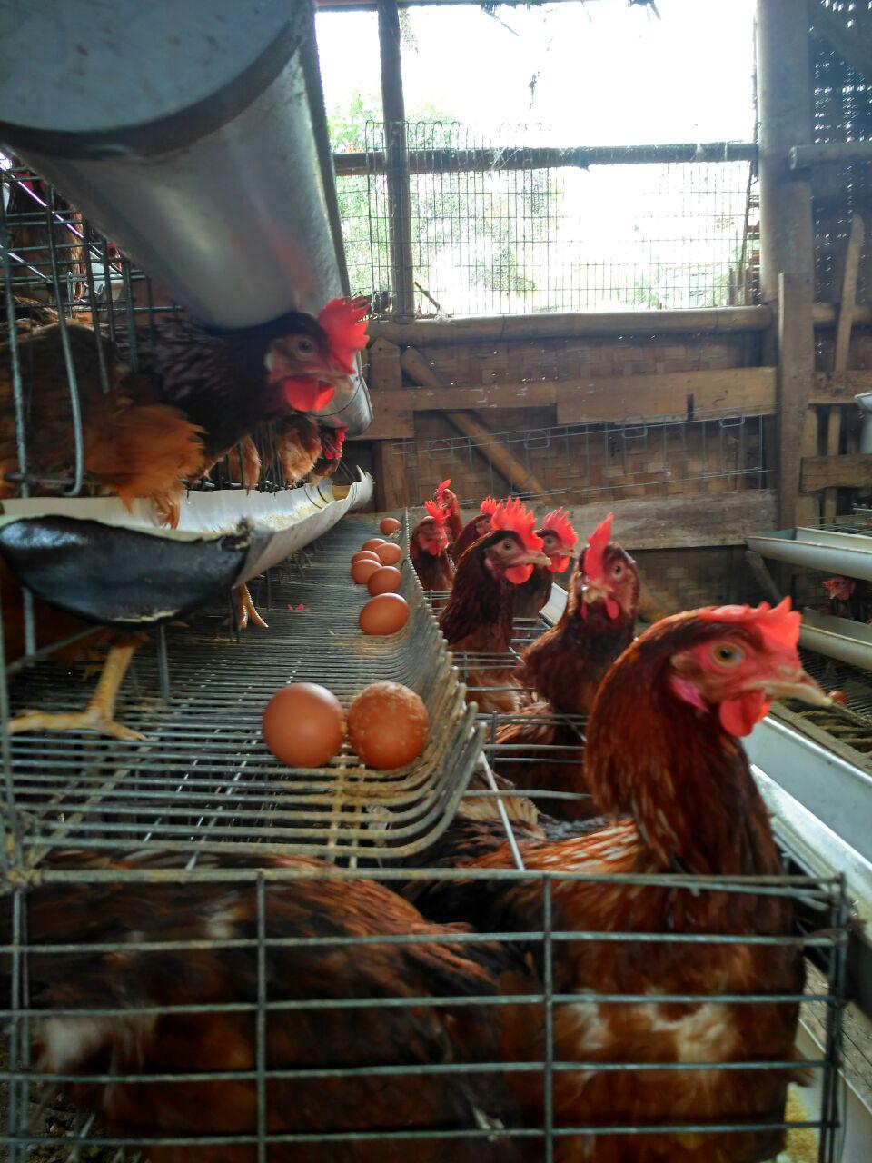 Peternakan Ayam Petelur